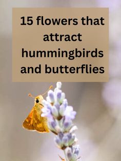 two butterflies drinking nectar from a flower Pollinator Flowers, Flowers For Butterflies, Attract Hummingbirds, Sage Plant, Hummingbird Garden, Shade Flowers, Beautiful Pink Flowers, Cut Flower Garden