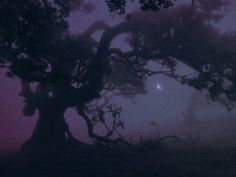 a foggy tree with the moon in the distance