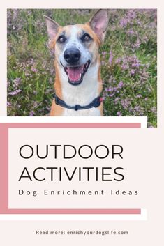 Fun Things to Do with your Dog Outdoors  Enrich Your Dog's Life  Canine Enrichment Ideas Dog Enrichment Activities, Outside Dog Enrichment, At Home Enrichment For Dogs, Canine Enrichment, Dog Enrichment Ideas Brain Games, Mental Enrichment For Dogs, Socializing Dogs, Agility Training For Dogs