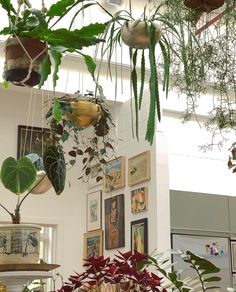 some plants are hanging from the ceiling in a room with pictures on the wall behind them