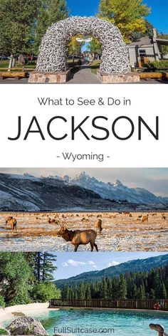 the cover of what to see and do in jackson wyoming, with an image of horses