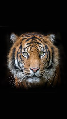 a close up of a tiger in the dark