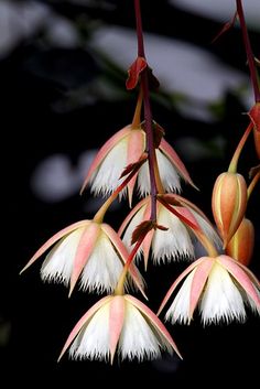 three white and pink flowers hanging from a plant with long stems in the foreground