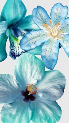 two blue and white flowers are shown in this image, one is larger than the other