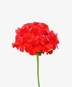 red flowers are in a vase on a white background