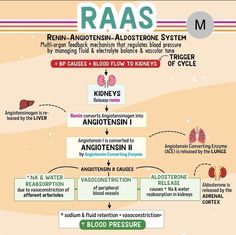 the diagram shows how raas is used to control blood pressure and oxygen levels in humans