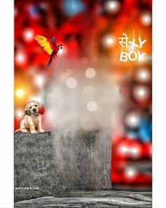 a dog sitting on top of a cement block with a parrot flying over it and the words life boy written in chinese