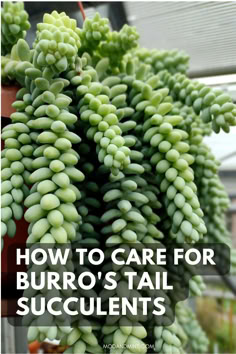 how to care for burro's tail succulents in the garden