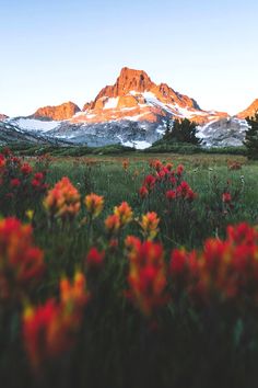 the mountains are covered with snow and red flowers in the foreground is a field full of wildflowers