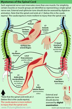 Nerve Anatomy, Physical Therapy School, Bolesti Chrbta, Basic Anatomy And Physiology, Spinal Nerve, Human Body Anatomy, Spine Health, Muscle Anatomy, Medical School Studying