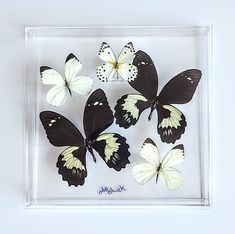 six white and black butterflies in a clear frame on a white surface with writing underneath