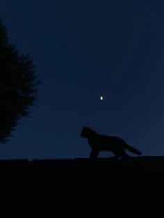 a cat walking across a field at night with the moon in the sky behind it