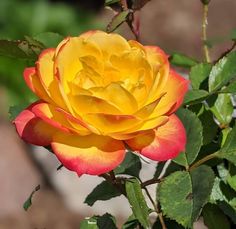 Circus Rose Circus Rose, Red Tips, Scale Insects, Wholesale Roses, Types Of Roses, Beautiful Flowers Photos, The Circus, Organic Matter, Yellow Roses