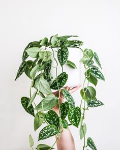 a person holding up a plant with green leaves