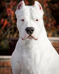 a white dog sitting in front of a brick wall