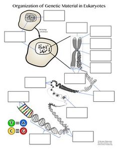 an animal cell worksheet for kids