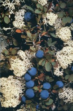 blue berries are growing on the branches of an evergreen tree with white lichens and green leaves