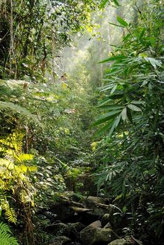 a small stream running through a lush green forest filled with lots of trees and plants