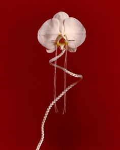 a white flower on a red background with some string attached to the bottom of it