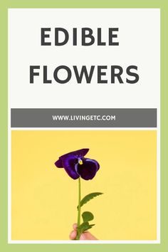 a purple flower with the words edible flowers on it in front of a yellow background