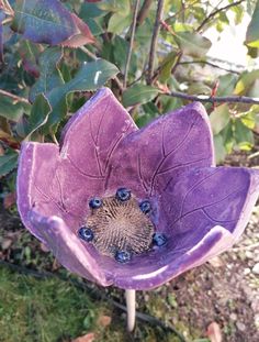 a purple flower that is sitting in the grass