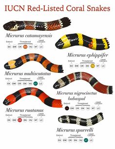 the different types of red - tailed coral snakes are shown in this diagram, with their names