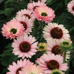 pink and yellow flowers with green leaves in the background