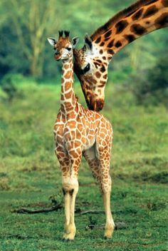 two giraffes standing next to each other on a grass covered field with trees in the background