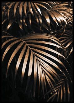 closeup of palm leaves in the dark with light coming from behind them on a black and white background