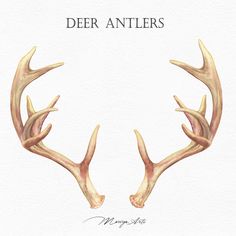 two deer antlers are shown with the words deer antlers written in white ink