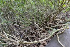 some branches and leaves on the ground