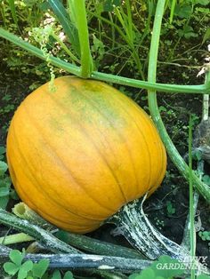 Knowing when to plant pumpkins is critical for a great fall harvestPlant too early and they'll be ripe too soonWait too long and they won't color up before the end of the growing seasonThis article shares critical info for pumpkin timing whether you're growing from seed or transplantsgardening vegetablegardening Types Of Pumpkins, Growing Vegetables In Pots, Planting Garlic