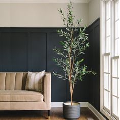 a living room with a couch and a potted plant