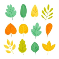 different types of leaves are shown in this image, including orange and green ones on white background