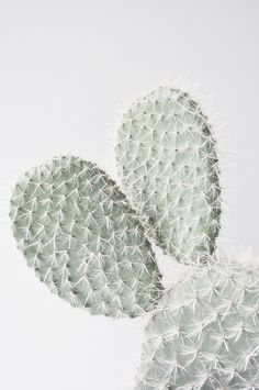 two cactus plants are shown against a white background