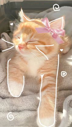 Cat Selfie, Silly Cats Pictures, Dog Poster, Cat Icon, Cat Aesthetic, Funny Cute Cats, Cute Animal Pictures