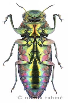 an image of a colorful beetle on a white background