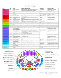 the structure of an animal's brain and its functions in each part of it