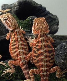 two geckos standing next to each other on rocks