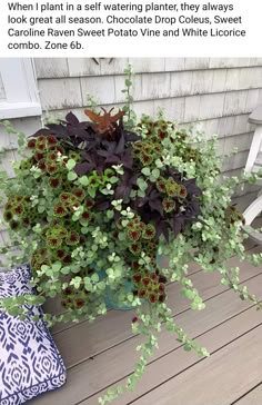 a potted plant sitting on top of a wooden deck next to a blue and white pillow