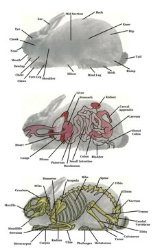 an animal's body and its parts are labeled in this diagram, which shows the bones