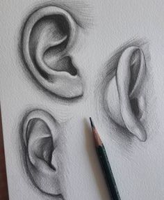 a pencil drawing of three different ear shapes