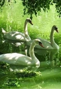 three white swans swimming in the water under some trees and grass with sunlight shining on them