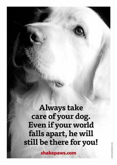 The wisdom of animals... Dogs Quotes, Quotes Hilarious, Dog Quotes Love, Dog Rules, Animal Quotes, Dog Quotes, Dog Care, Quotes Funny