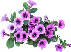 purple petunias with green leaves and buds on a white background, closeup