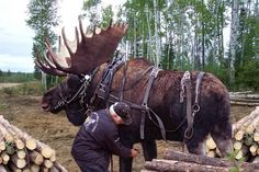 a man standing next to a large moose on top of a pile of tree trunks