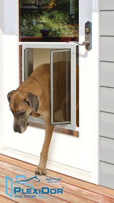 a brown dog sticking its head out of a sliding glass door to look in the outside