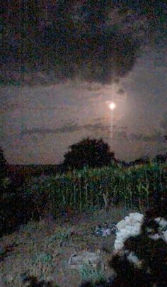 Corn, Trees, Moon