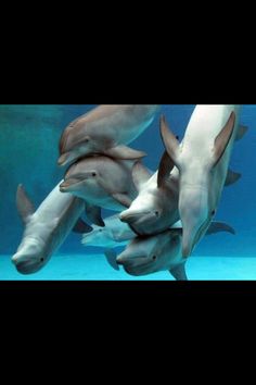 a group of dolphins swimming in an aquarium