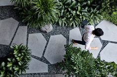 an overhead view of a person walking through some plants